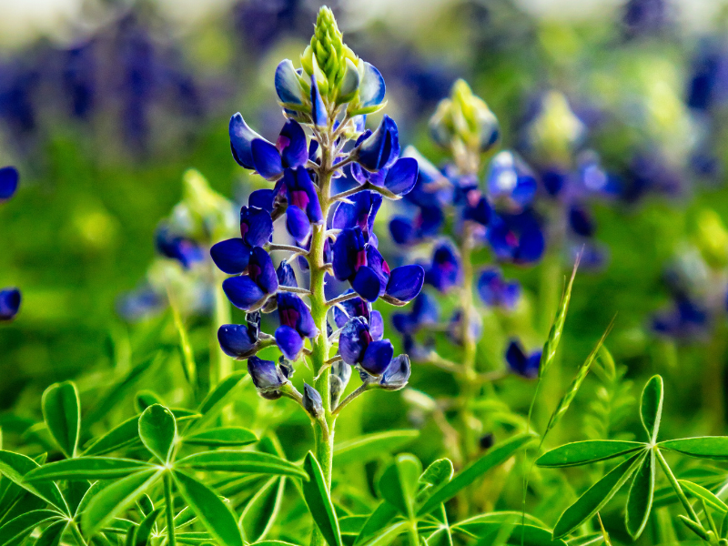 Texas blue bonnet flower.